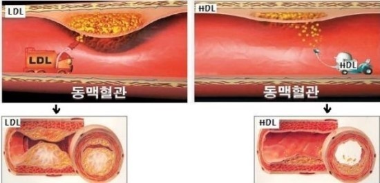 계란에 대한 오해를 풀자!