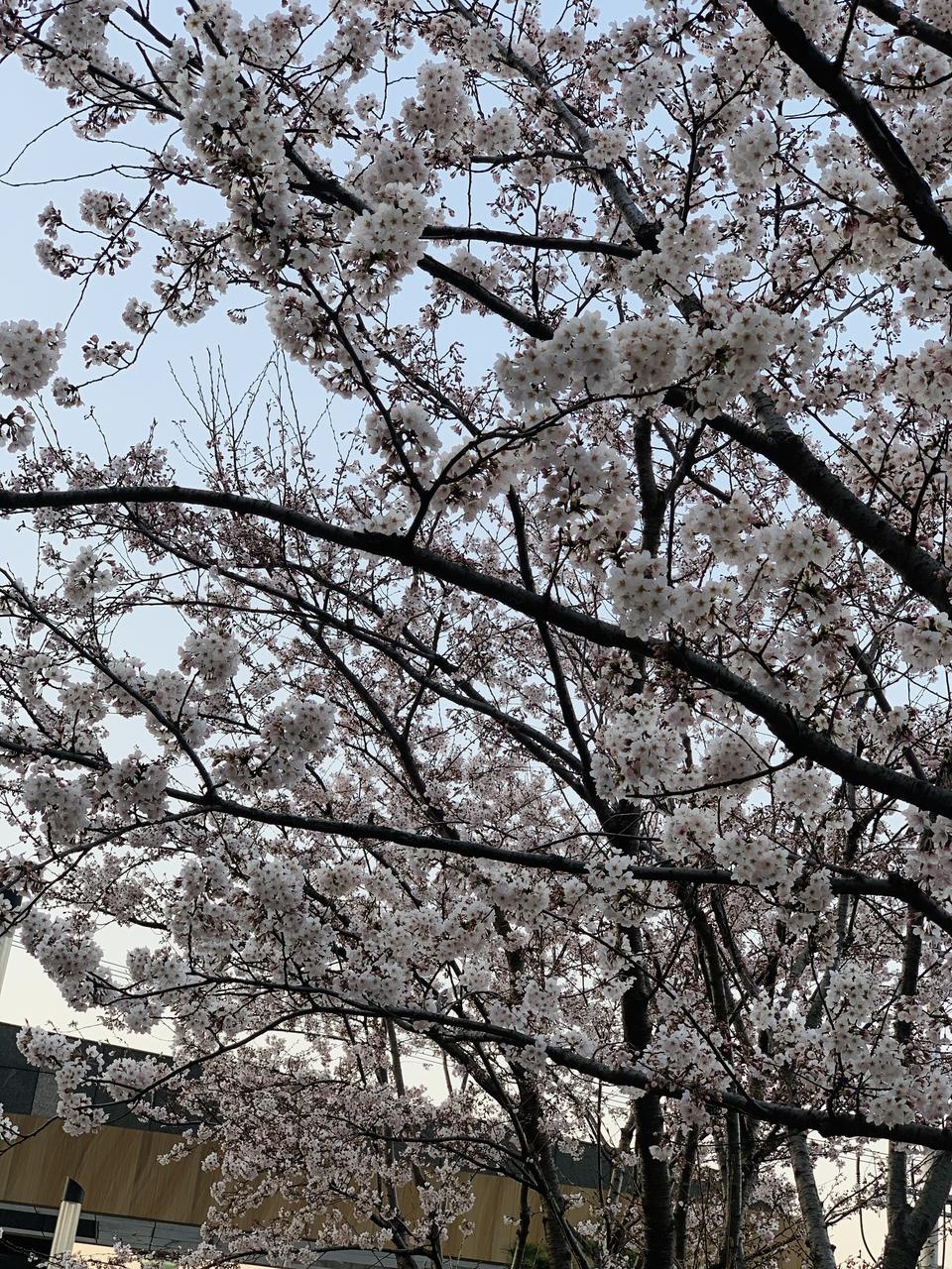 간편하게 먹기 진짜좋아여 또구매할게여