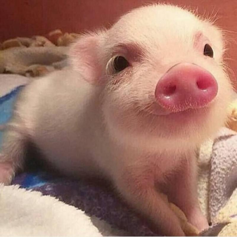 와싸고배송짱빨라용짱짱