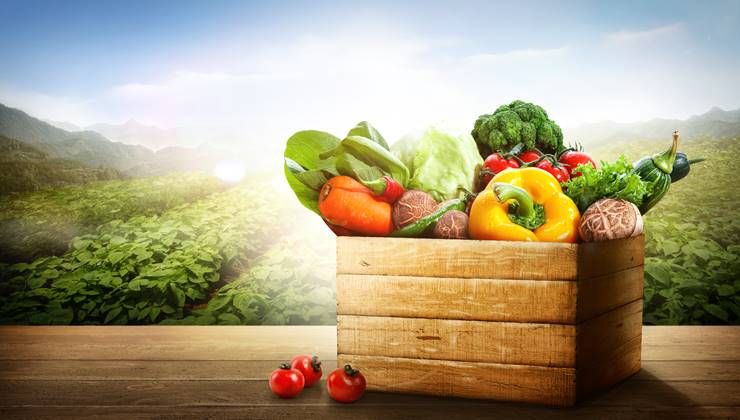 다이어트와 건강을 돕는 적절한 채소 섭취량은?