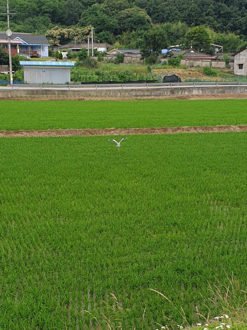 다른 도시락보다 맛있게 먹은거 같습니다
일단 간이 있어서 밥이 너무 심심하다거나 그런걱정없고 양식일식...